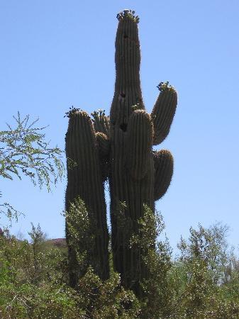 Phoenix Zoologiske Have